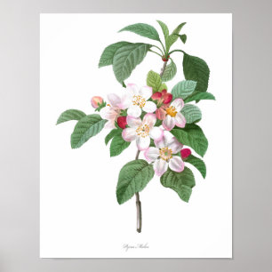 HÖCHSTE QUALITÄT Botanischer Druck von Apple Bloss Poster