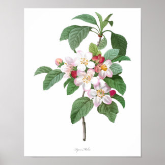 HÖCHSTE QUALITÄT Botanischer Druck von Apple Bloss Poster