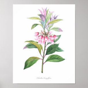 HÖCHSTE QUALITÄT Botanischer Druck von Enkianthus Poster
