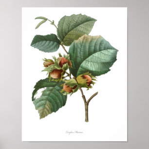 HÖCHSTE QUALITÄT Botanischer Druck von Filbert Poster