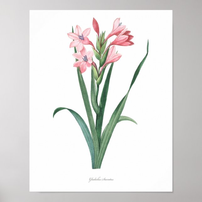 HÖCHSTE QUALITÄT Botanischer Druck von Gladiolus Poster (Vorne)