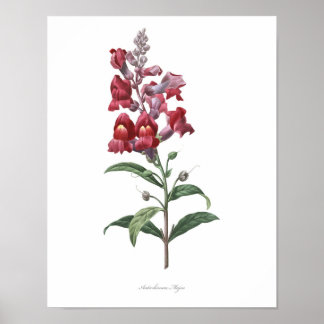 HÖCHSTE QUALITÄT Botanischer Druck von Snapdragon Poster