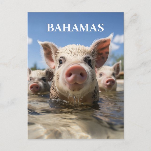 Hochwertige Bahamas Schwimmen Schweine Exuma Beach Postkarte (Vorderseite)