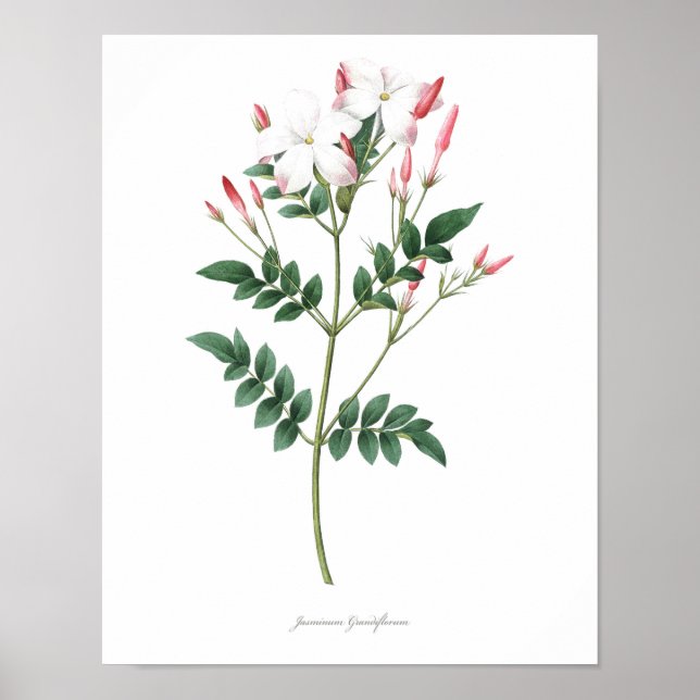 HOCHWERTIGER botanischer Druck in Jasmine Poster (Vorne)