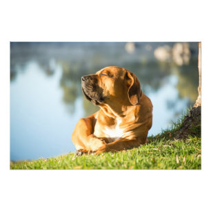 Hochwertiges Foto Print Boerboel Dog by River