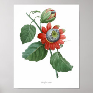 HOCHWERTIGSTER botanischer Druck der Passionsblume Poster