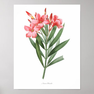 HOCHWERTIGSTER botanischer Druck des Oleanders Poster