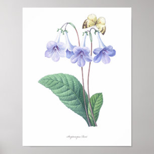 HOCHWERTIGSTER botanischer Druck von Streptocarpus Poster