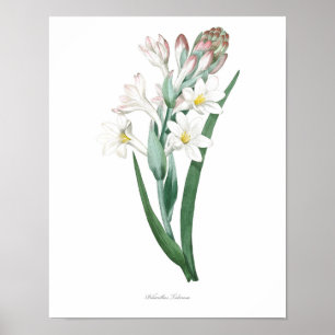 HOCHWERTIGSTER botanischer Druck von Tuberose Poster