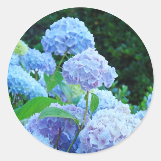 Hochzeit von Umschlag Aufklebern Blue Hydrangea Bl Runder Aufkleber (Vorderseite)