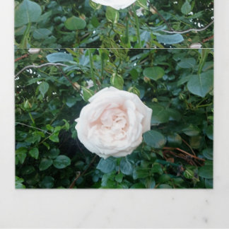 Hochzeits-Einladung Weiße Rosen Alles in Einem Dreifach Gefaltete Einladung