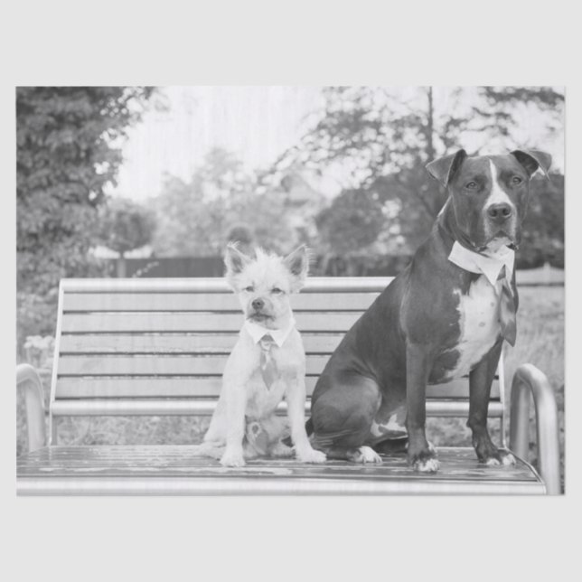 Hochzeitspapier für Doggie Seidenpapier (Vorderseite)