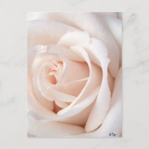 Hochzeitsstiftung Postkarte