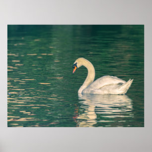 Höckerschwan Poster