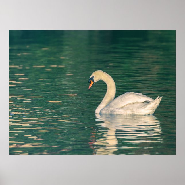 Höckerschwan Poster (Vorne)