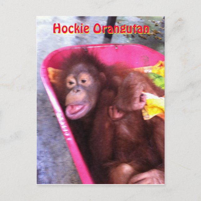 Hockie Orangutan - ein Mädchen mit besonderen Bedü Postkarte (Vorderseite)