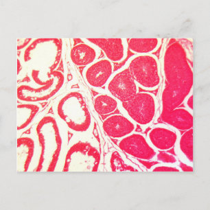 Hoden Zellen unter dem Mikroskop Postkarte