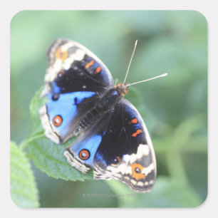 Hodokubo, Hino, Tokio, Japan 4 Quadratischer Aufkleber