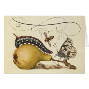 Hoefnagel Vintage Birne & Insekten 1500er Renaissa