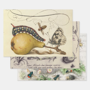 Hoefnagel Vintage Birne & Insekten 1500er Renaissa Geschenkpapier Set