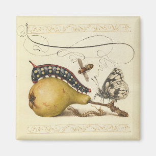 Hoefnagel Vintage Birne & Insekten 1500er Renaissa Magnet