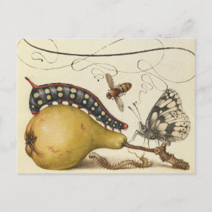 Hoefnagel Vintage Birne & Insekten 1500er Renaissa Postkarte