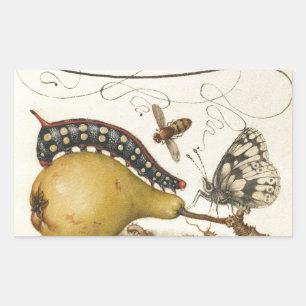Hoefnagel Vintage Birne & Insekten 1500er Renaissa Rechteckiger Aufkleber