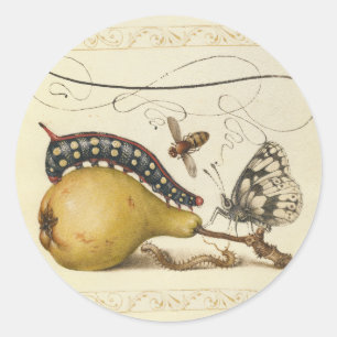 Hoefnagel Vintage Birne & Insekten 1500er Renaissa Runder Aufkleber