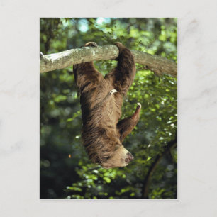 Hoffmanns doppelzackige Faulheit Postkarte