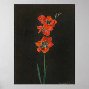 Hoffmanns Lelie-Blume Poster