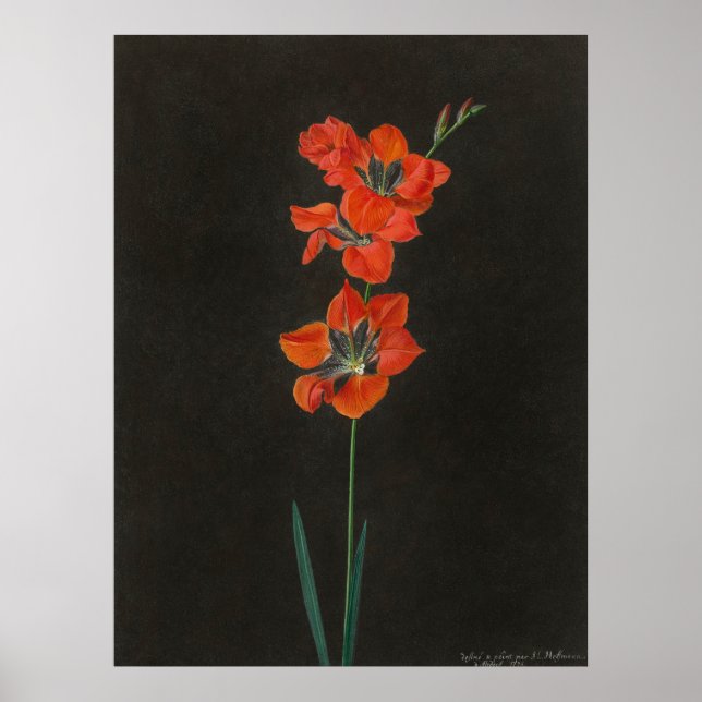 Hoffmanns Lelie-Blumen Poster (Vorne)