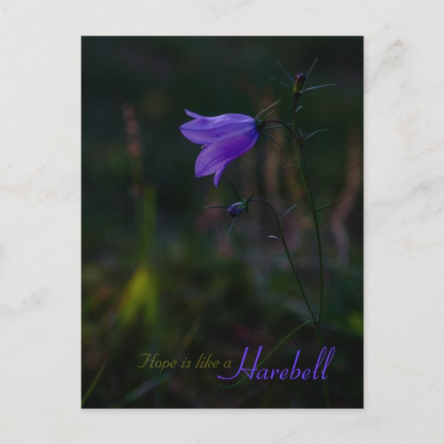 Hoffnung ist wie ein Harebell CC0229 Postkarte (Vorderseite)