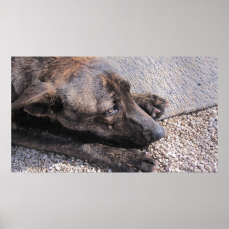 Hoffnungsvoll für eine ewige Zuhause Poster