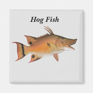 Hog Fish Fish Magnet