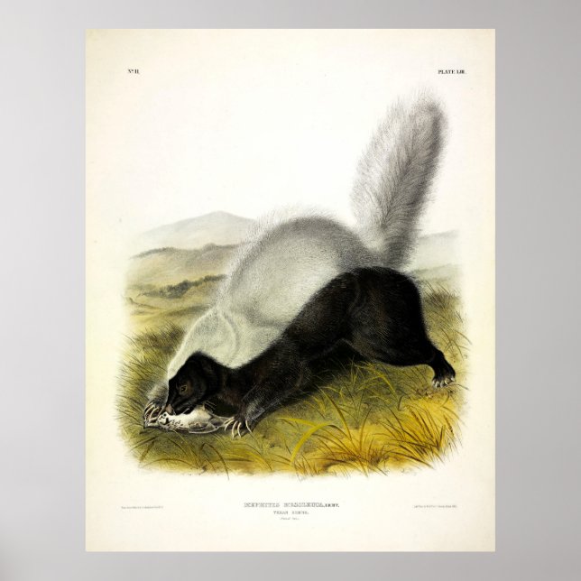 Hog-nosed Skunk (Texan Skunk) Audubons Quadrupeds Poster (Vorne)