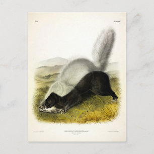 Hog-nosed Skunk (Texan Skunk) Audubons Quadrupeds Postkarte