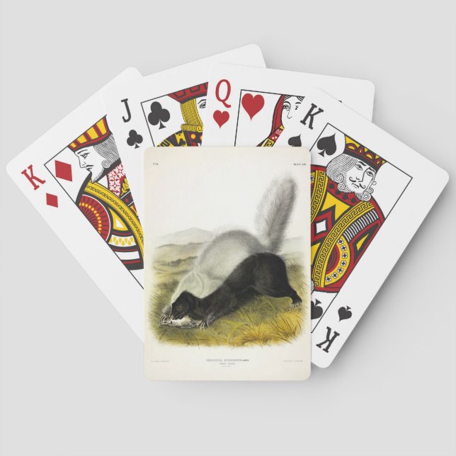 Hog-nosed Skunk (Texan Skunk) Audubons Quadrupeds Spielkarten (Rückseite)