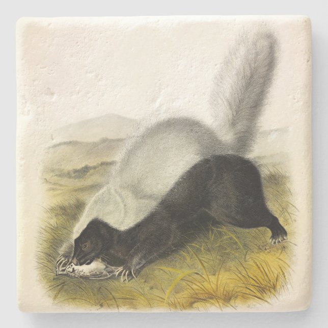 Hog-nosed Skunk (Texan Skunk) Audubons Quadrupeds Steinuntersetzer (Vorderseite)