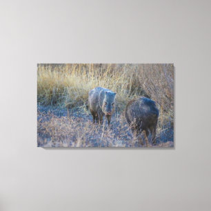 Hog Wild Leinwanddruck