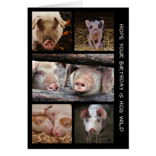 Hog Wild Pigs Birthday Card