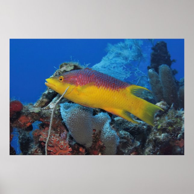 Hogfish Poster (Vorne)