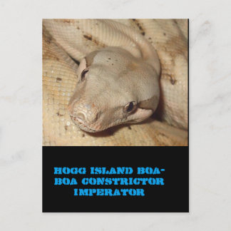 Hogg Island boa Postkarte