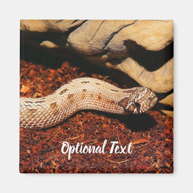 Hognose Magnet (Vorne)