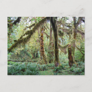 Hoh Rain Forest Postkarte