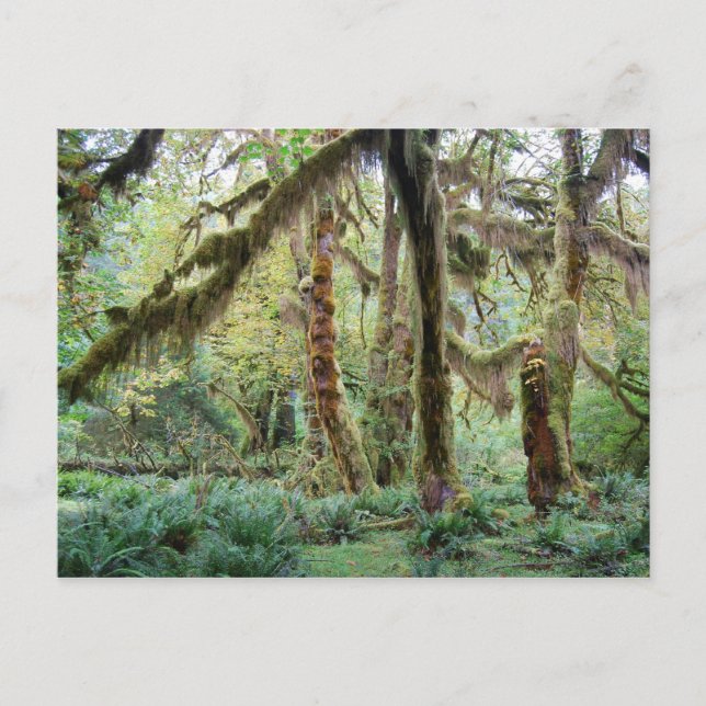 Hoh Rain Forest Postkarte (Vorderseite)