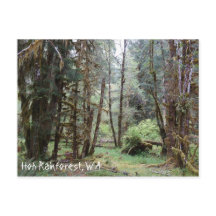 Hoh Rainforest, Washington Staat, Postcard