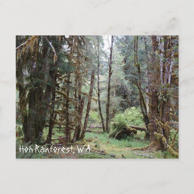 Hoh Rainforest, Washington Staat, Postcard Postkarte (Vorderseite)