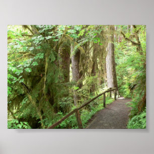 Hoh Valley Rainforest Trail Poster
