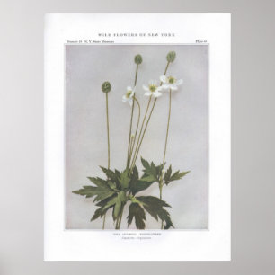 Hohe Anemone; Thimbleweed - Anemone virginiana Poster