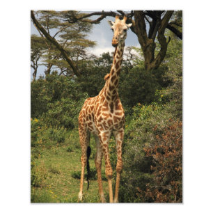 Hohe Giraffe in den Büschen Fotodruck